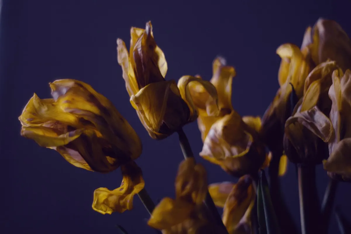 Tulip Care After Flowering: Deadheading, Watering and Lifting